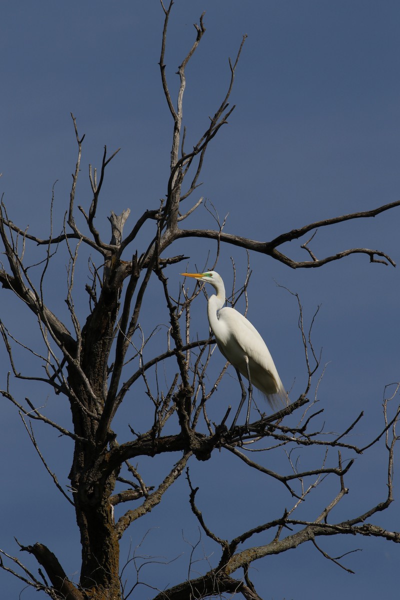 Great Egret - ML619793880