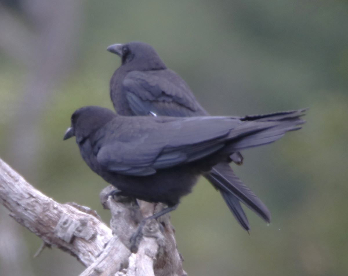 American Crow - ML619793886