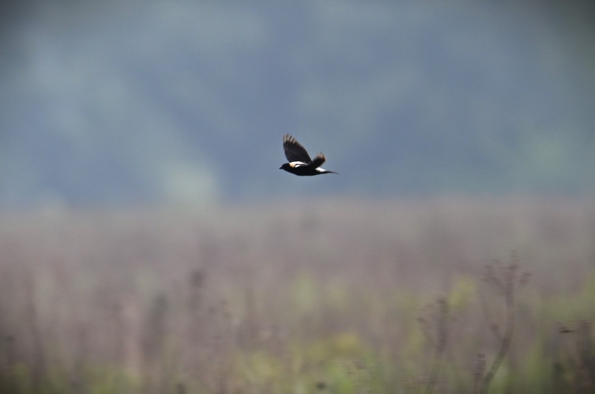 Bobolink - ML619793899