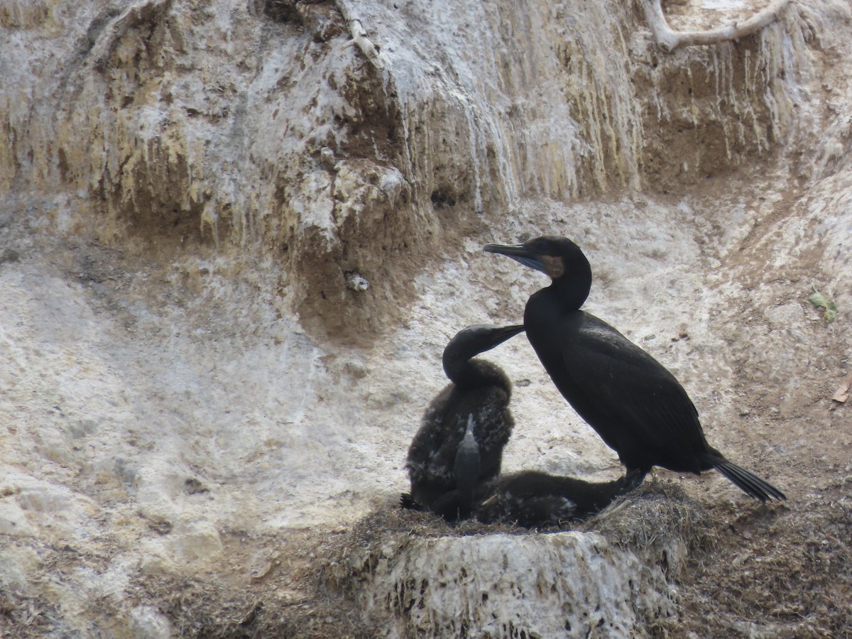 Brandt's Cormorant - ML619793951