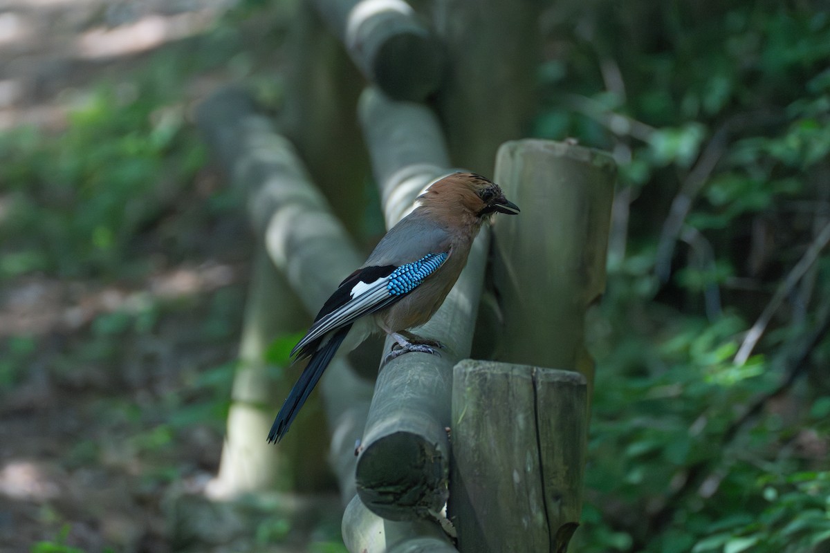 Eurasian Jay - ML619793957