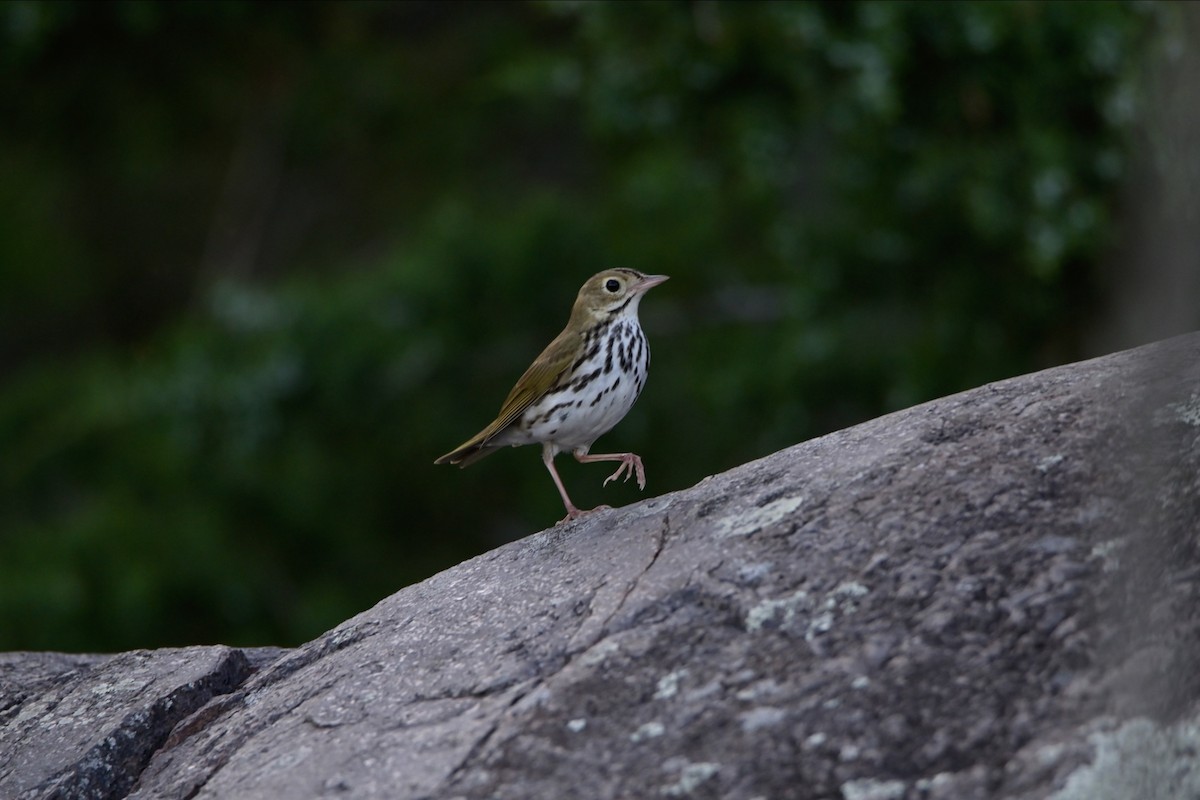 Ovenbird - ML619793959