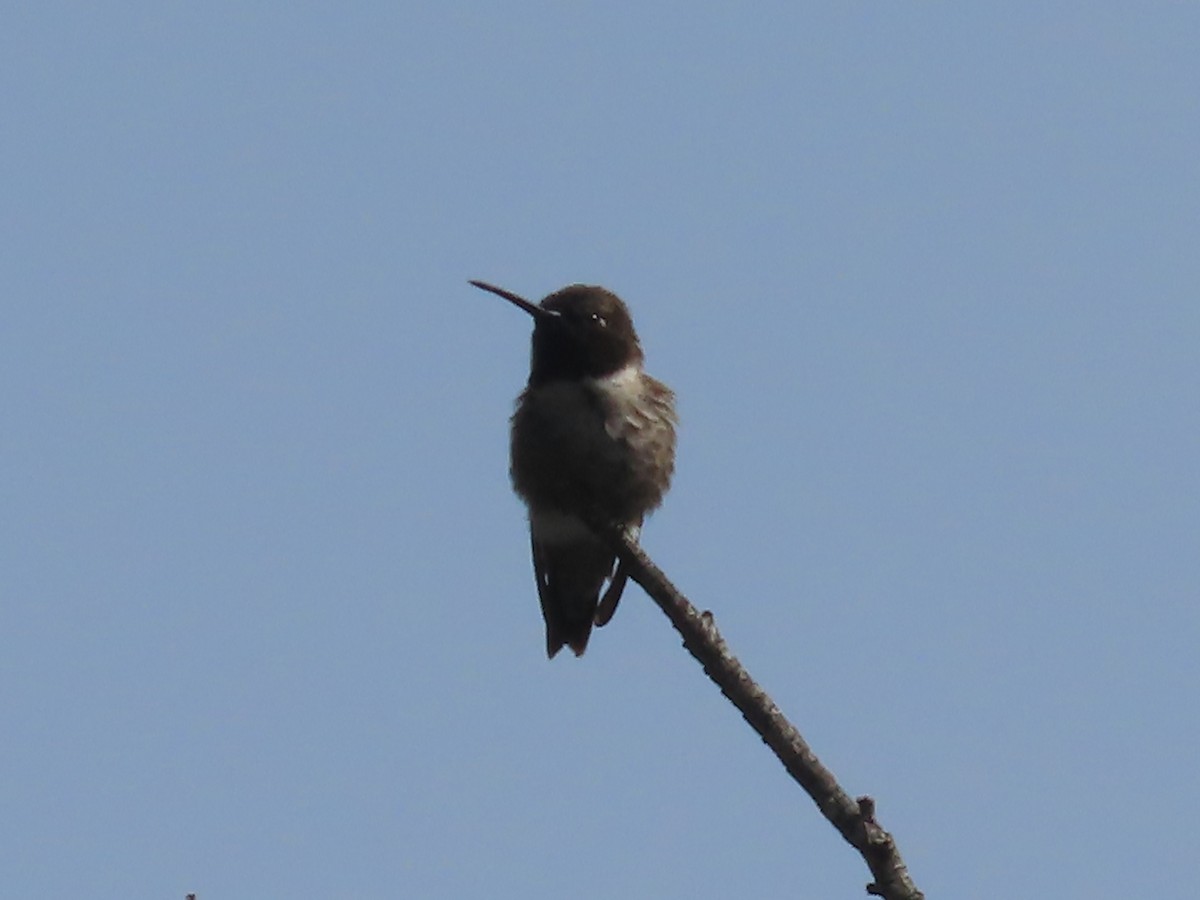 Black-chinned Hummingbird - ML619793973