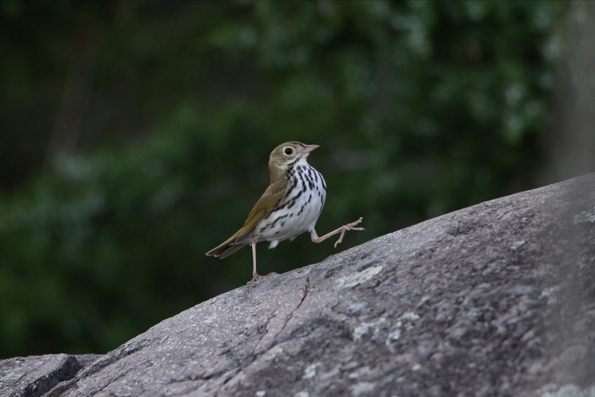 Ovenbird - ML619793976