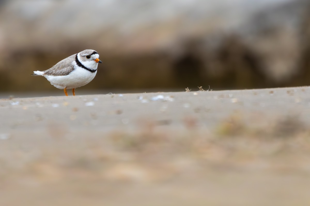 Piping Plover - ML619793979