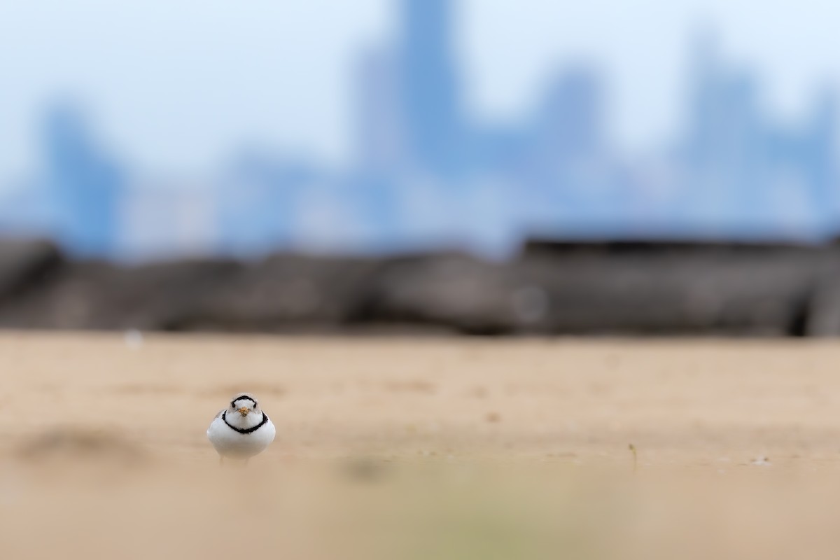 Piping Plover - ML619793981