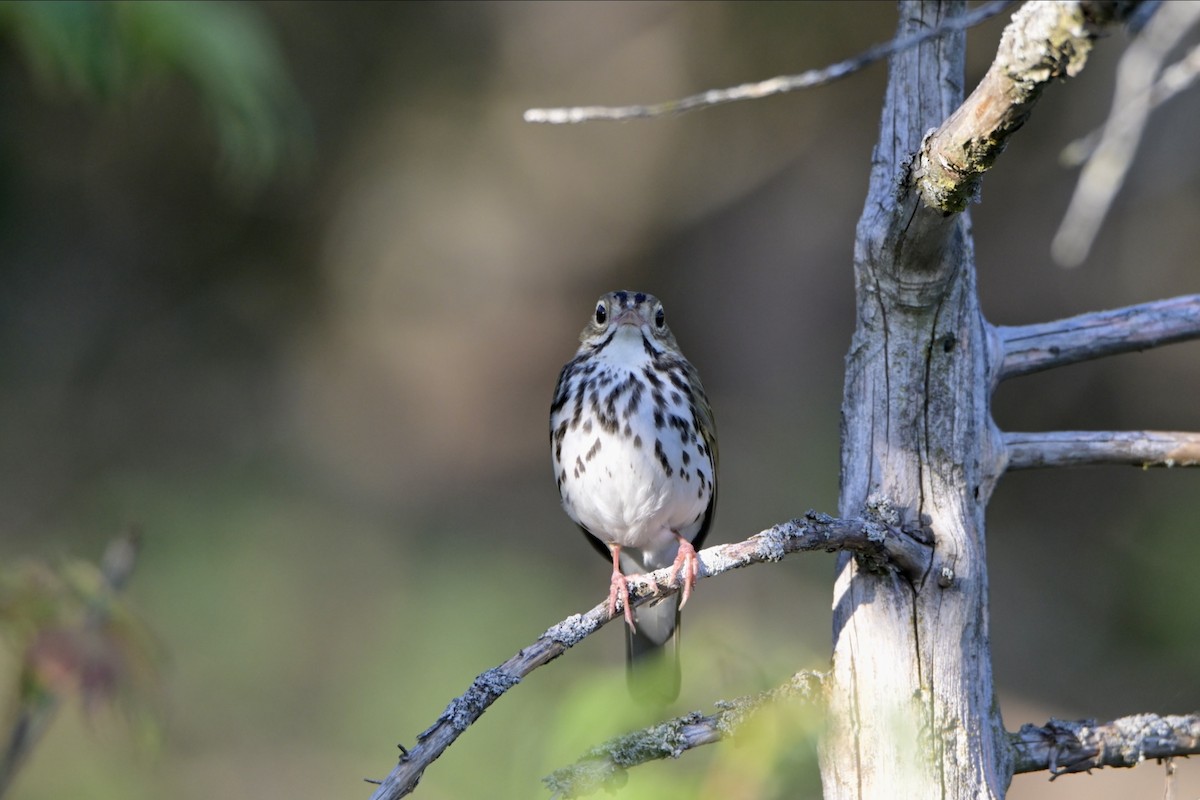 Ovenbird - ML619793982