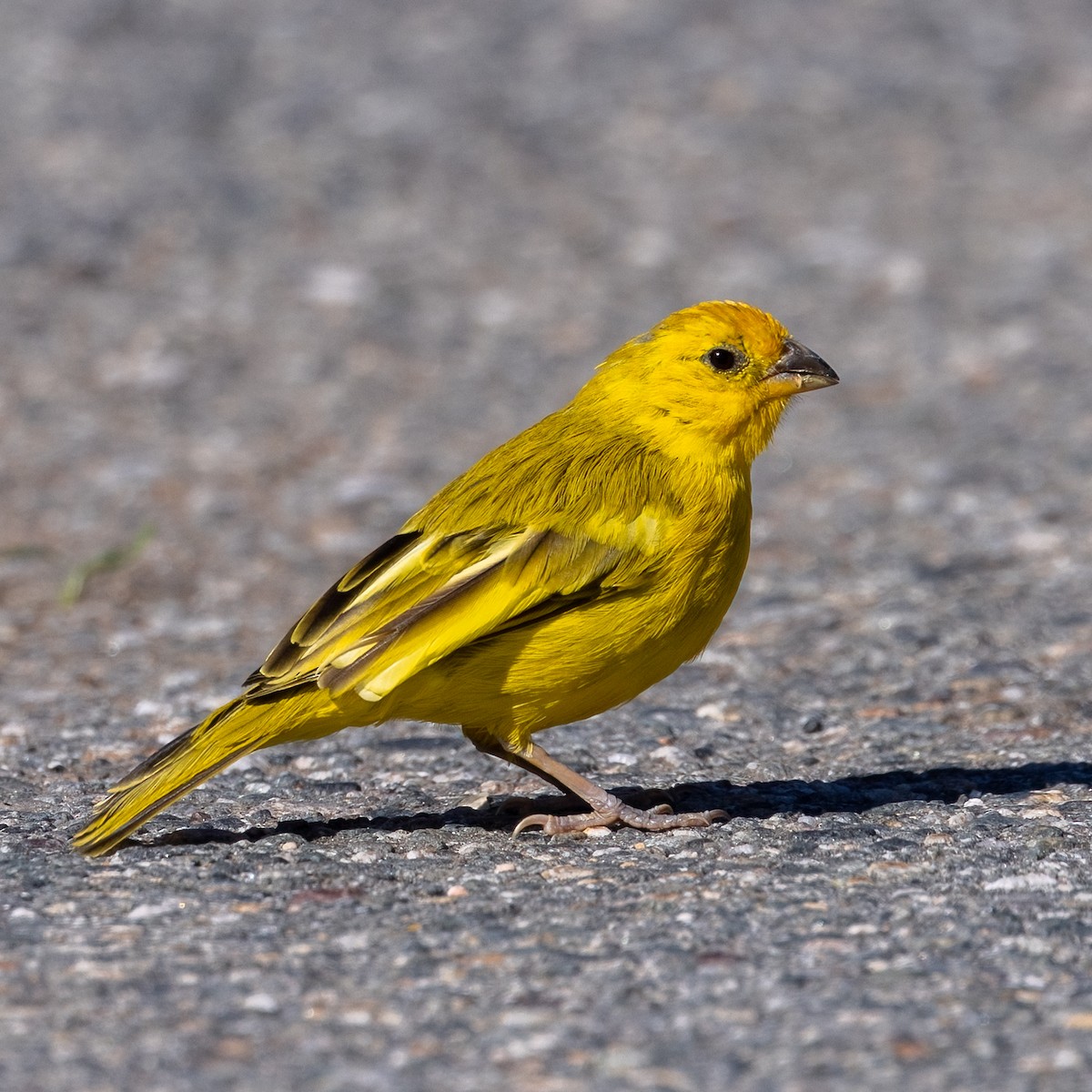 Saffron Finch - ML619793985