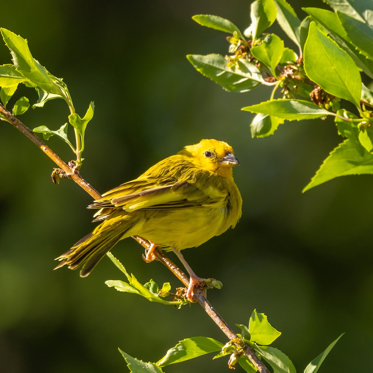 Saffron Finch - ML619793986