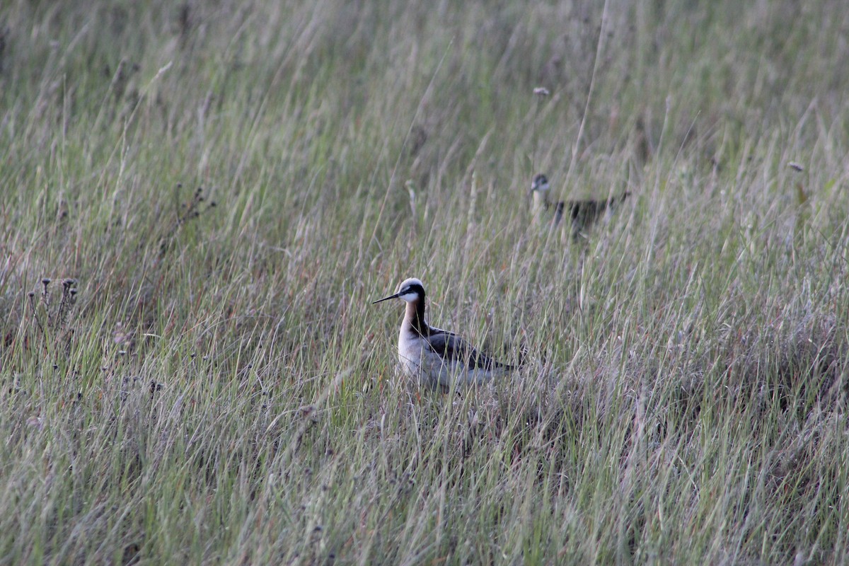 Wilson's Phalarope - ML619793993