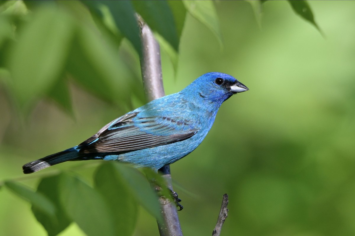 Indigo Bunting - ML619794001