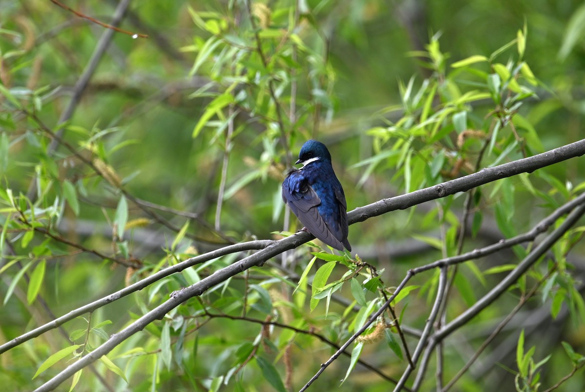 Tree Swallow - ML619794010