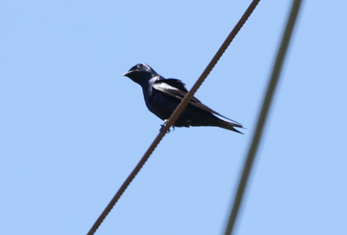 Purple Martin - ML619794023