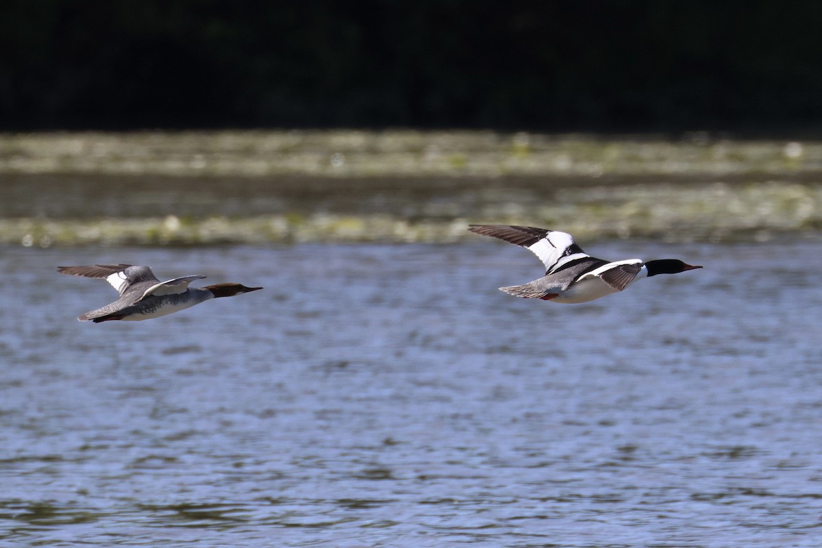 Common Merganser - ML619794035