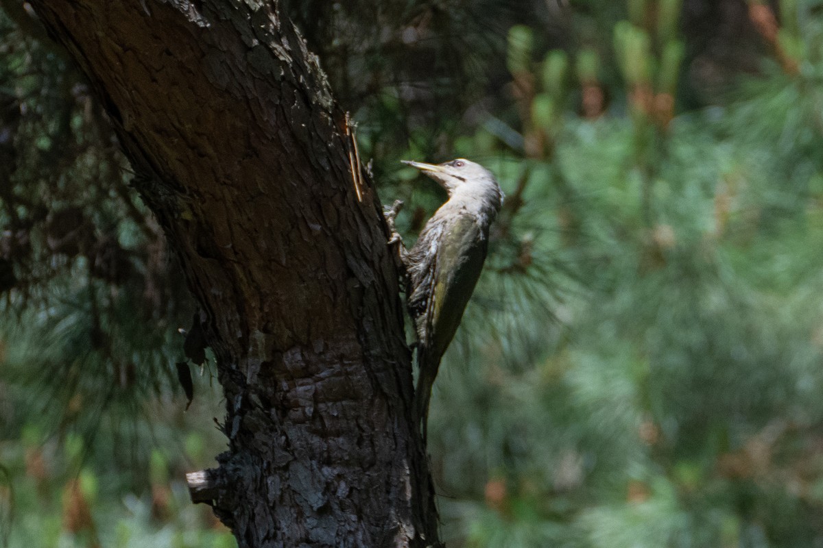 Gray-headed Woodpecker - ML619794040