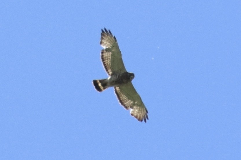 Broad-winged Hawk - ML619794048