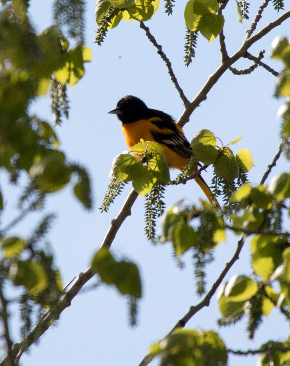 Baltimore Oriole - ML619794057