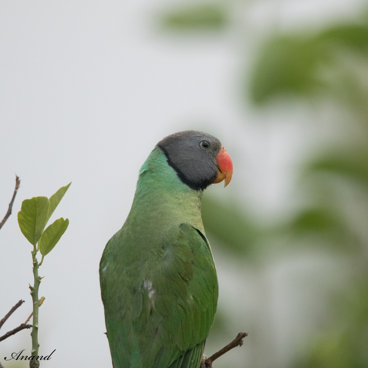 Himalaya Yeşil Papağanı - ML619794060