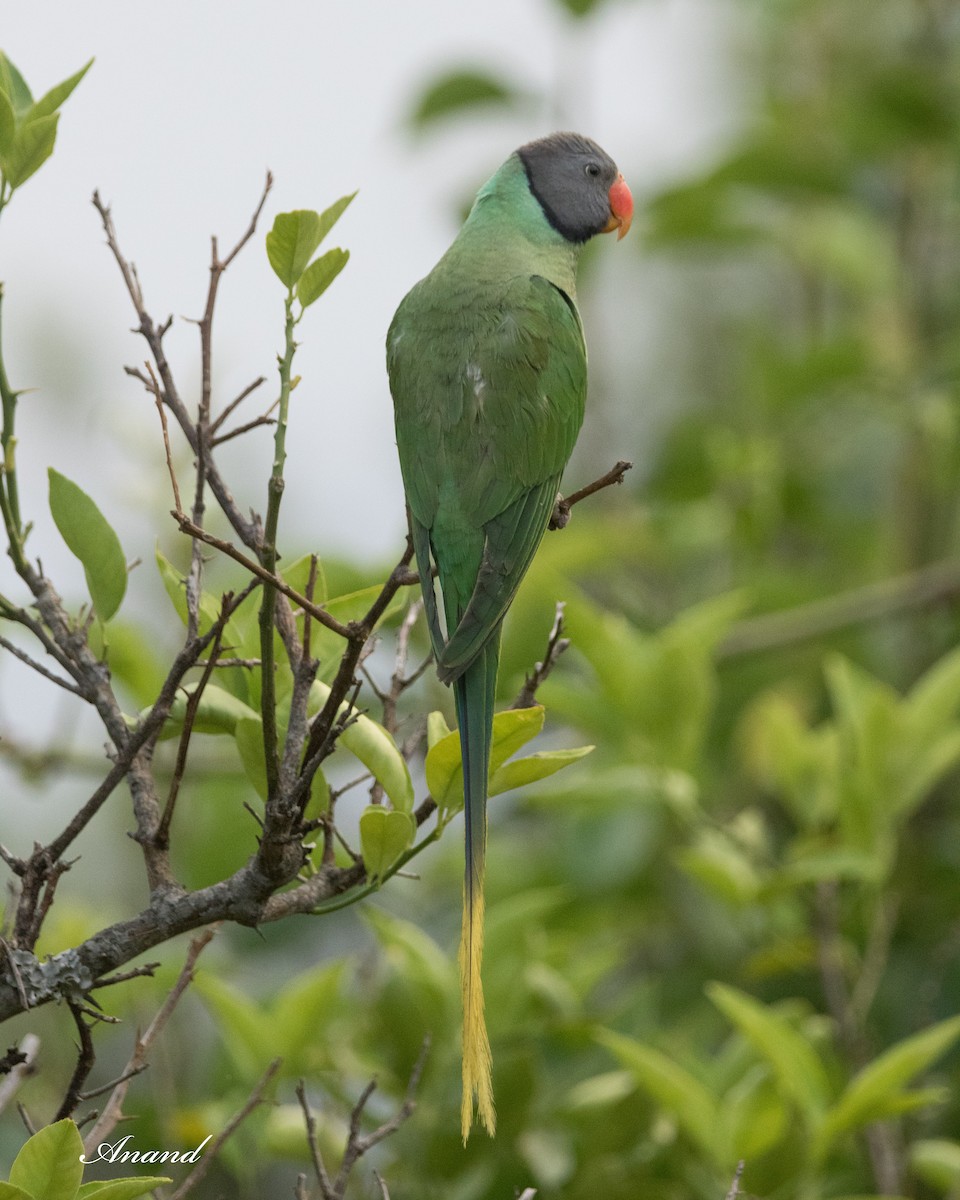 Himalaya Yeşil Papağanı - ML619794068