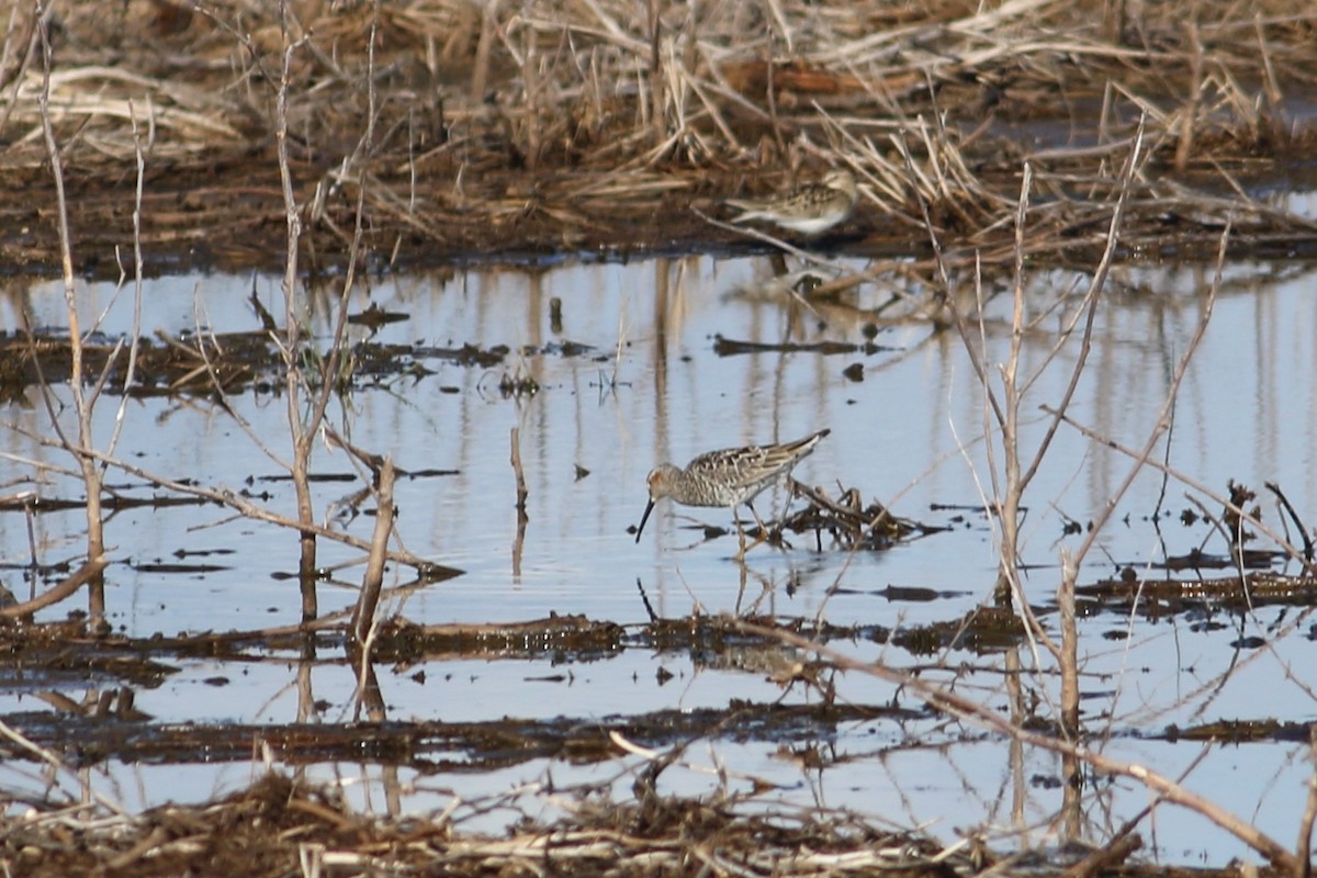 Stilt Sandpiper - ML619794070