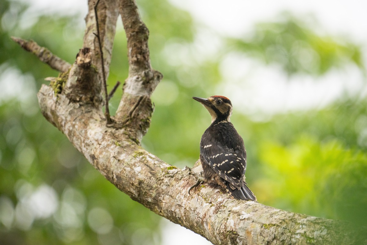 White-backed Woodpecker (Amami) - Elias Ludescher