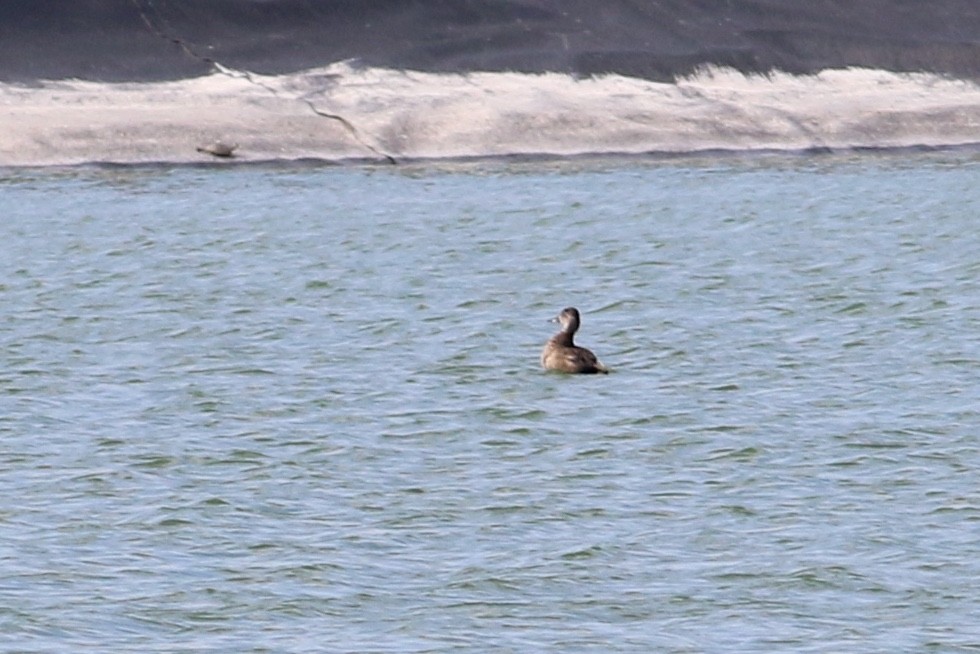 Ring-necked Duck - ML619794105