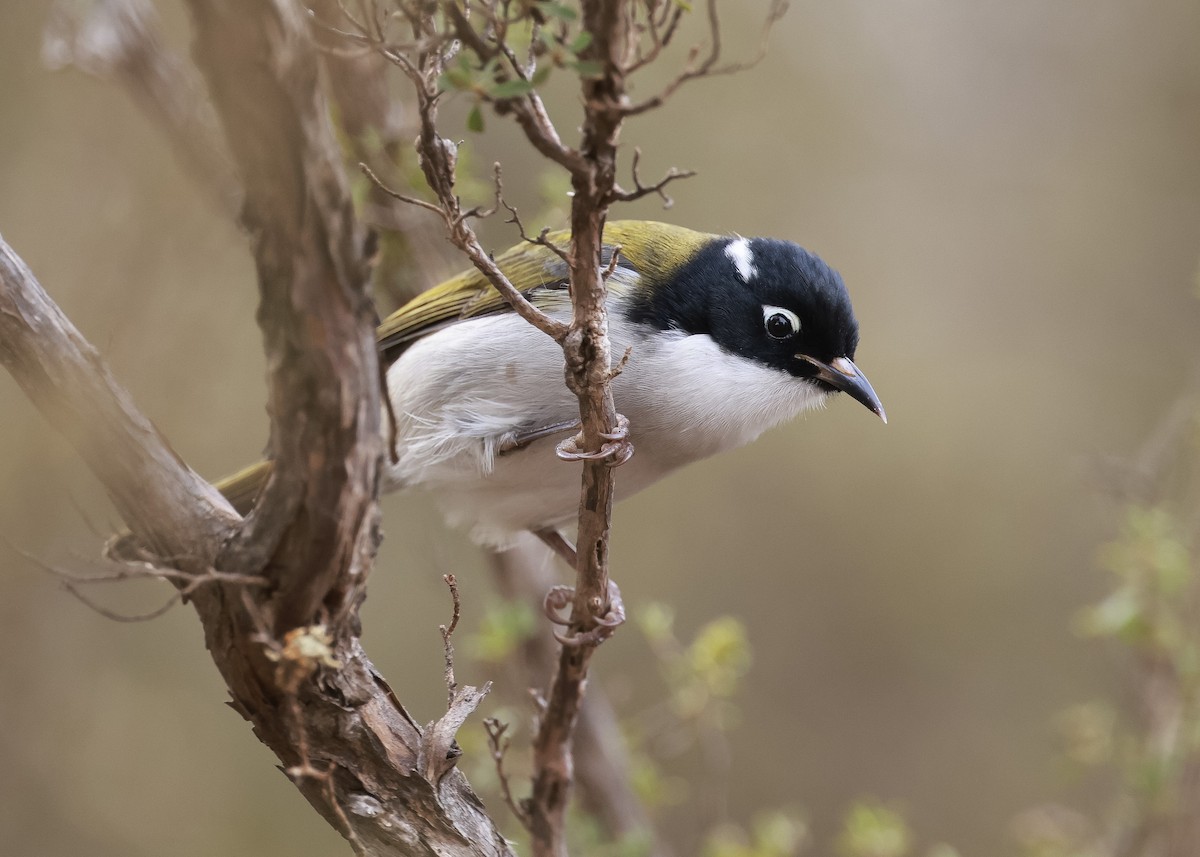 Gilbert's Honeyeater - ML619794119