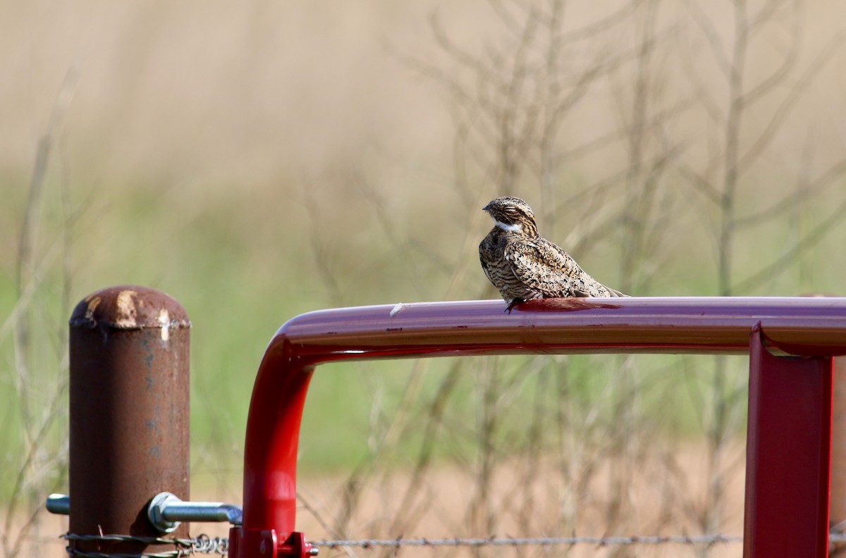 Common Nighthawk - ML619794145