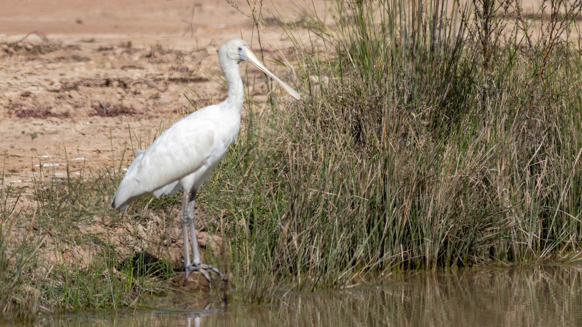 Yellow-billed Spoonbill - ML619794153