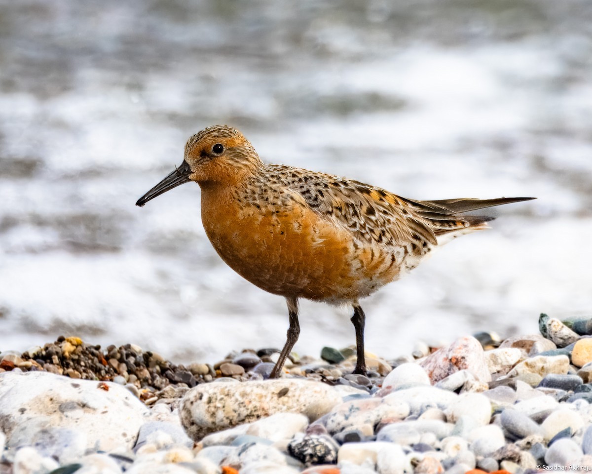 Red Knot - ML619794162