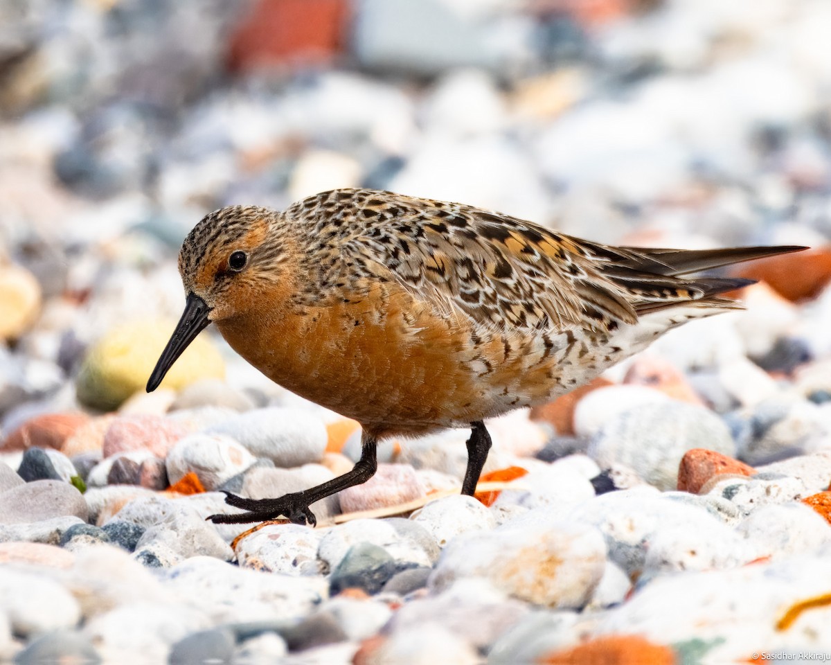 Red Knot - ML619794163