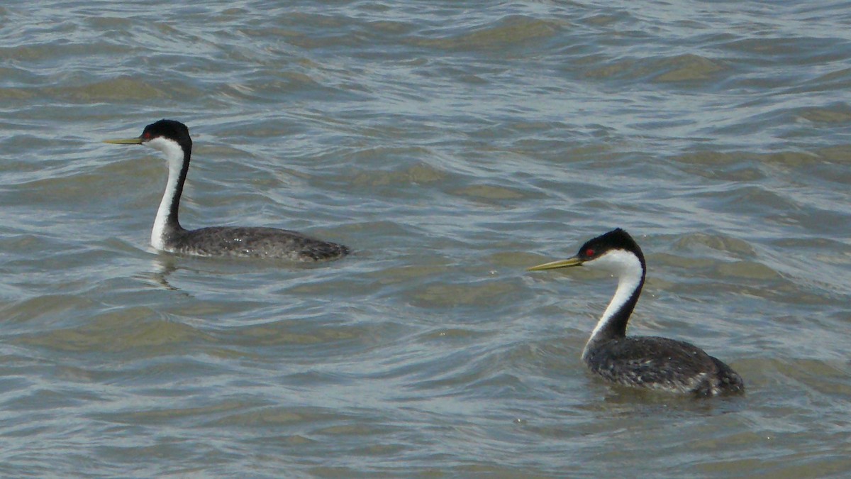 Western Grebe - ML619794170