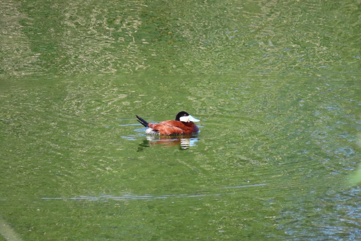 Ruddy Duck - ML619794180