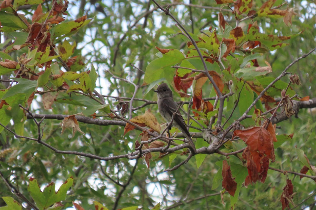 Western Wood-Pewee - ML619794207