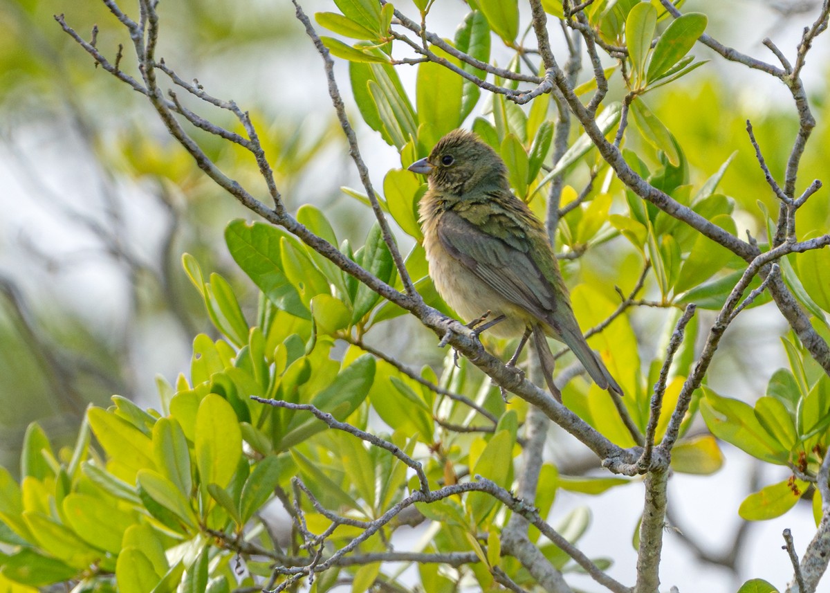 Painted Bunting - ML619794209