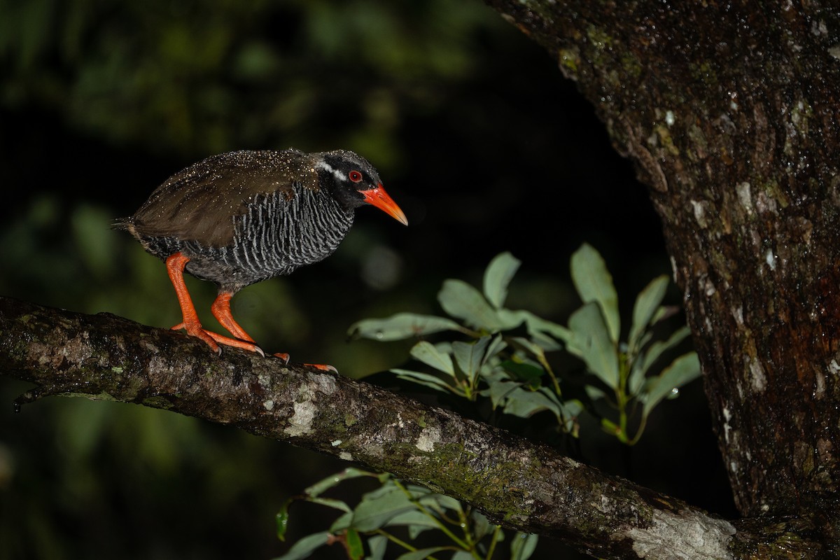 Okinawa Rail - Elias Ludescher