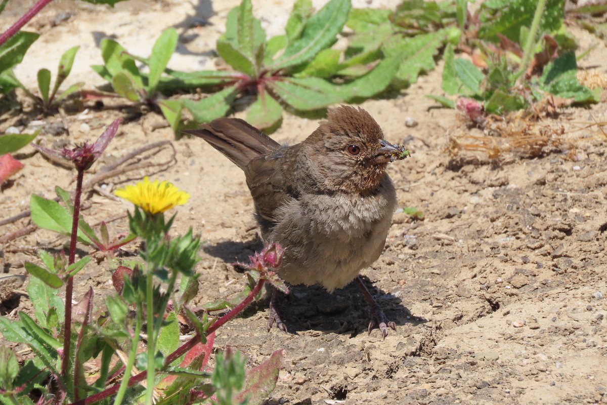 California Towhee - ML619794228