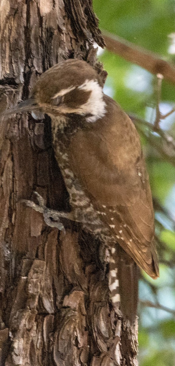 Arizona Woodpecker - ML619794234