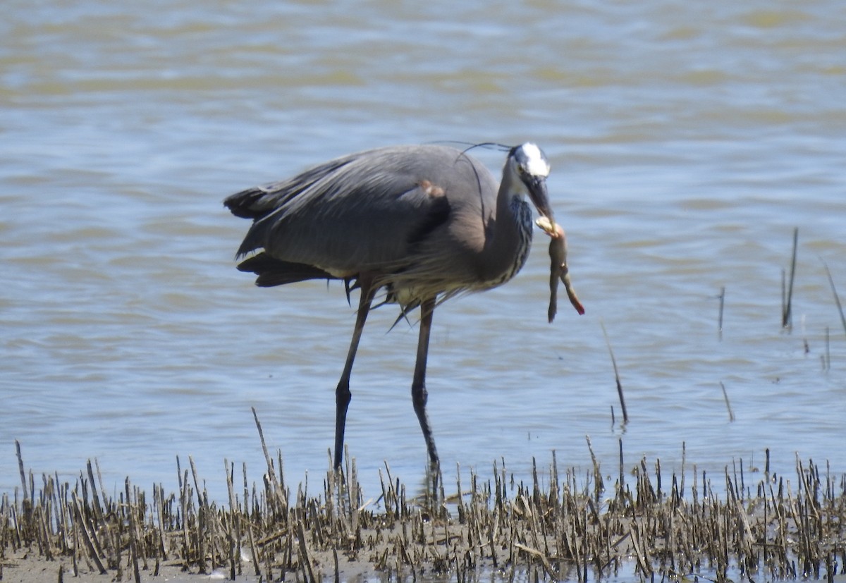 Great Blue Heron - ML619794254