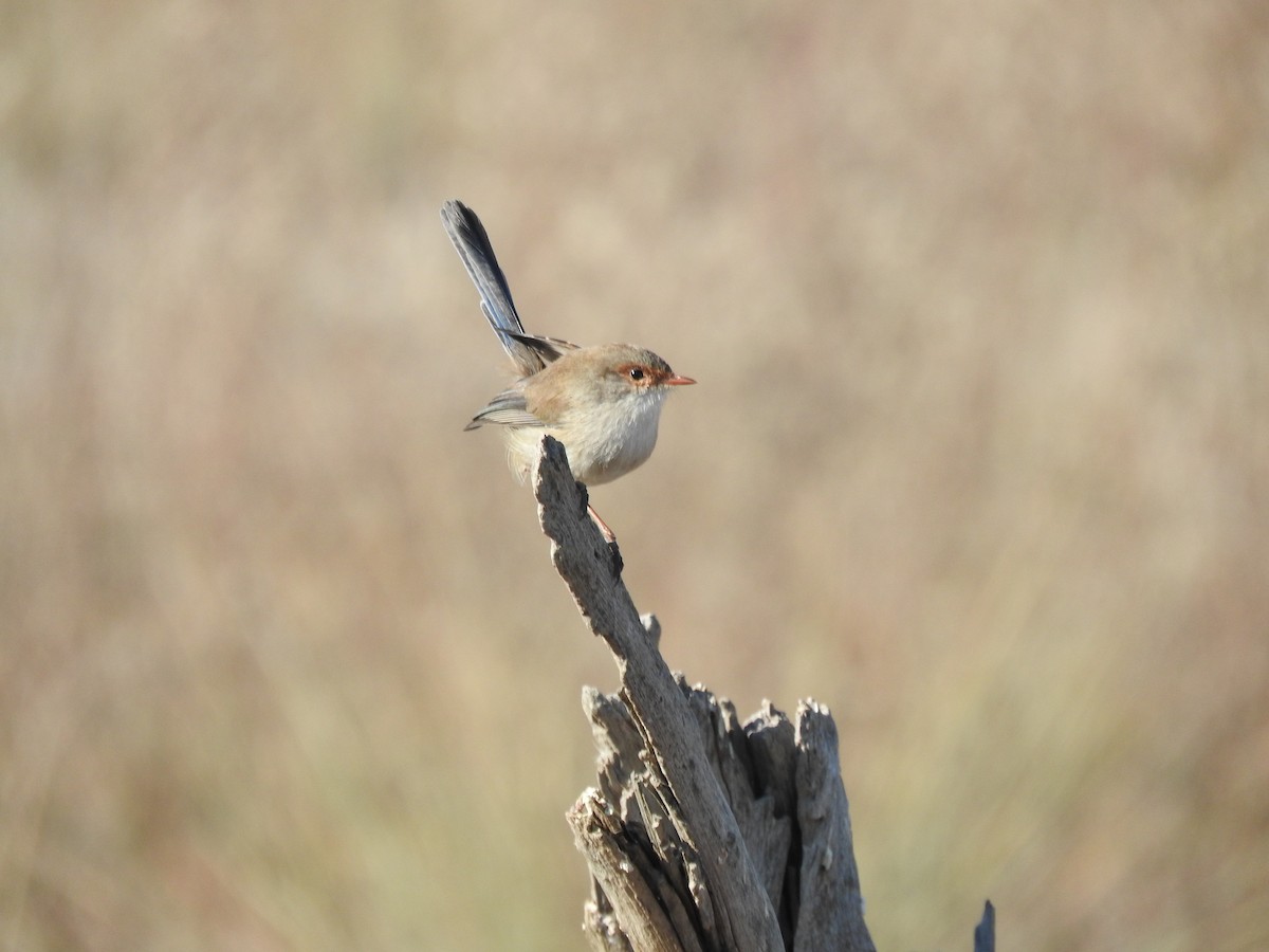 Superb Fairywren - ML619794273