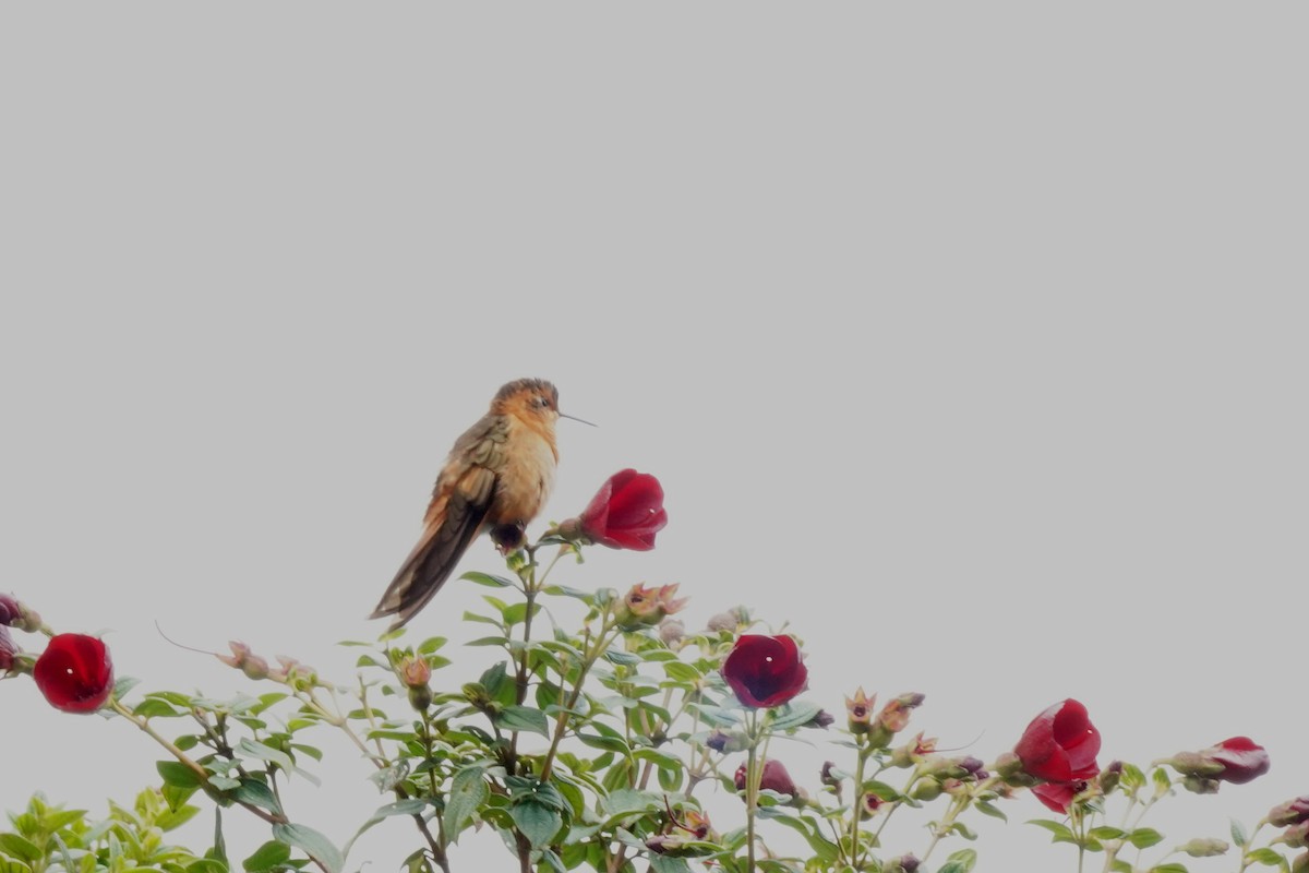 kolibřík duhovohřbetý - ML619794279