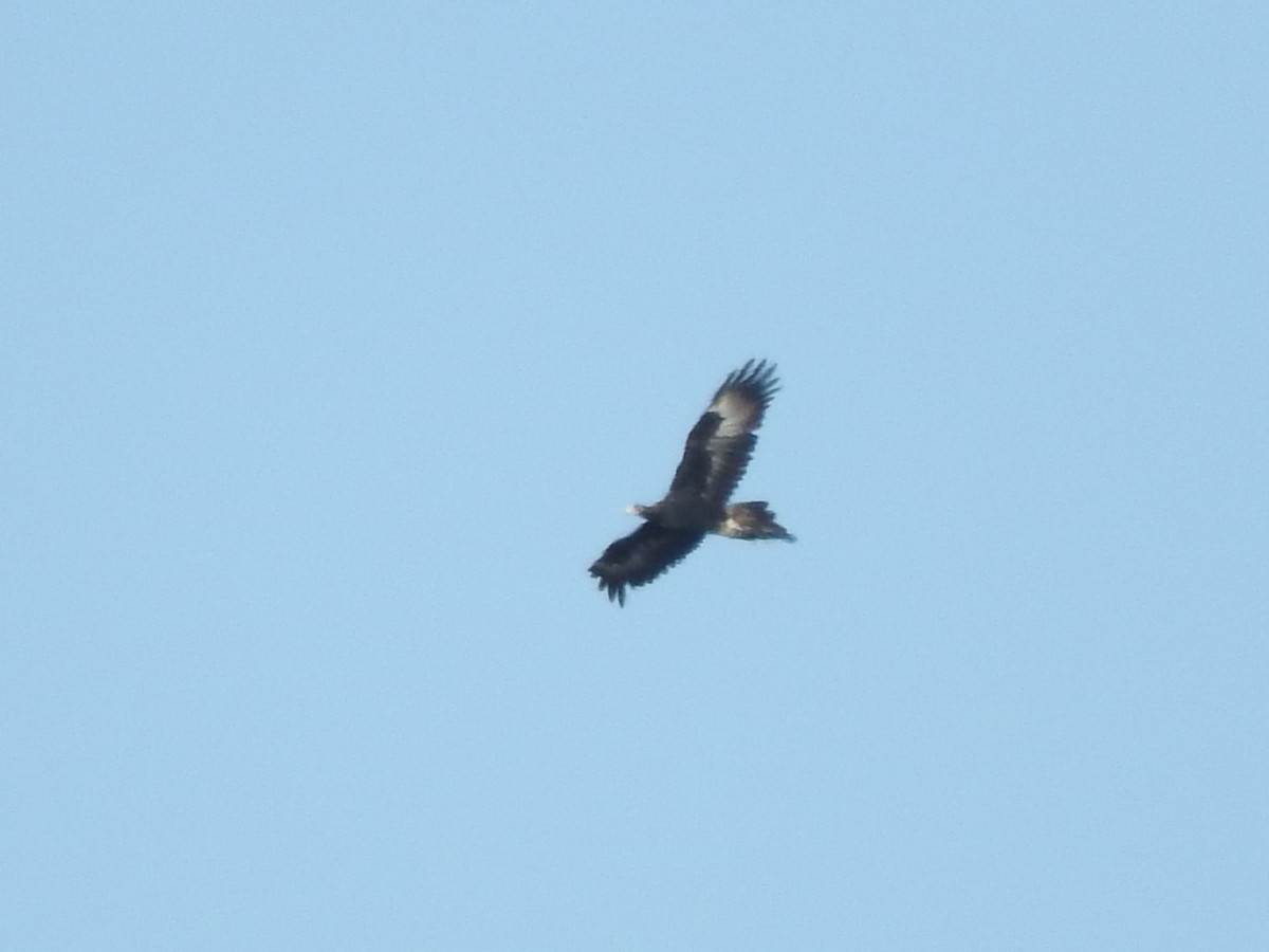 Wedge-tailed Eagle - ML619794296