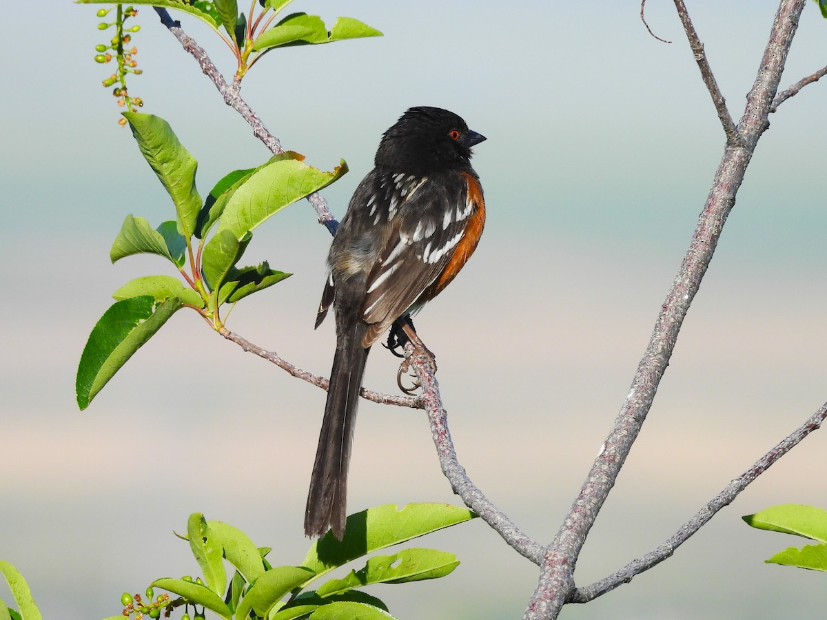 Spotted Towhee - ML619794312