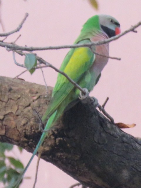 Gül Göğüslü Yeşil Papağan - ML619794319