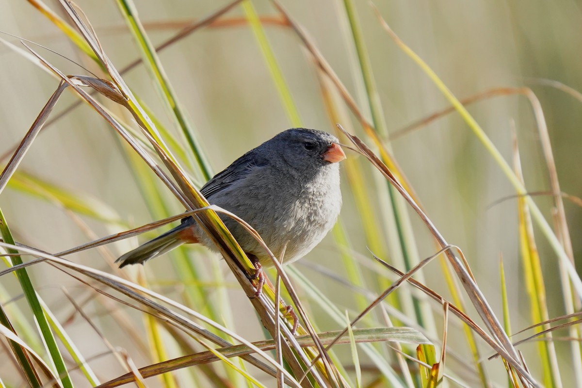 Plain-colored Seedeater - ML619794320