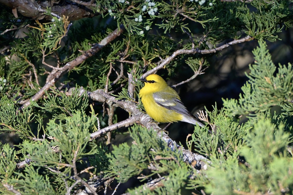 Blue-winged Warbler - Josiah Santiago