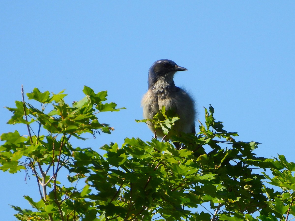 Woodhouse's Scrub-Jay - ML619794344