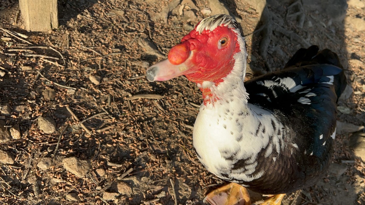 Muscovy Duck (Domestic type) - ML619794356