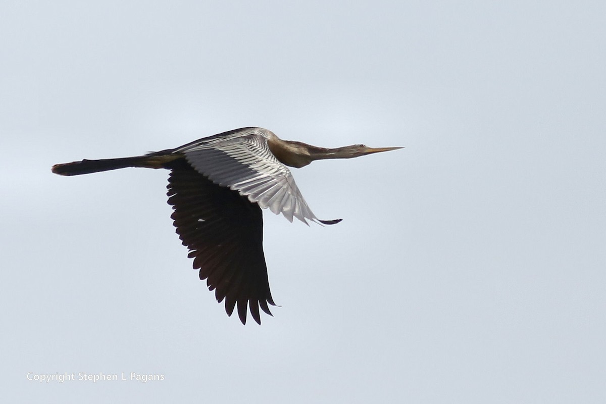 Anhinga - ML619794361