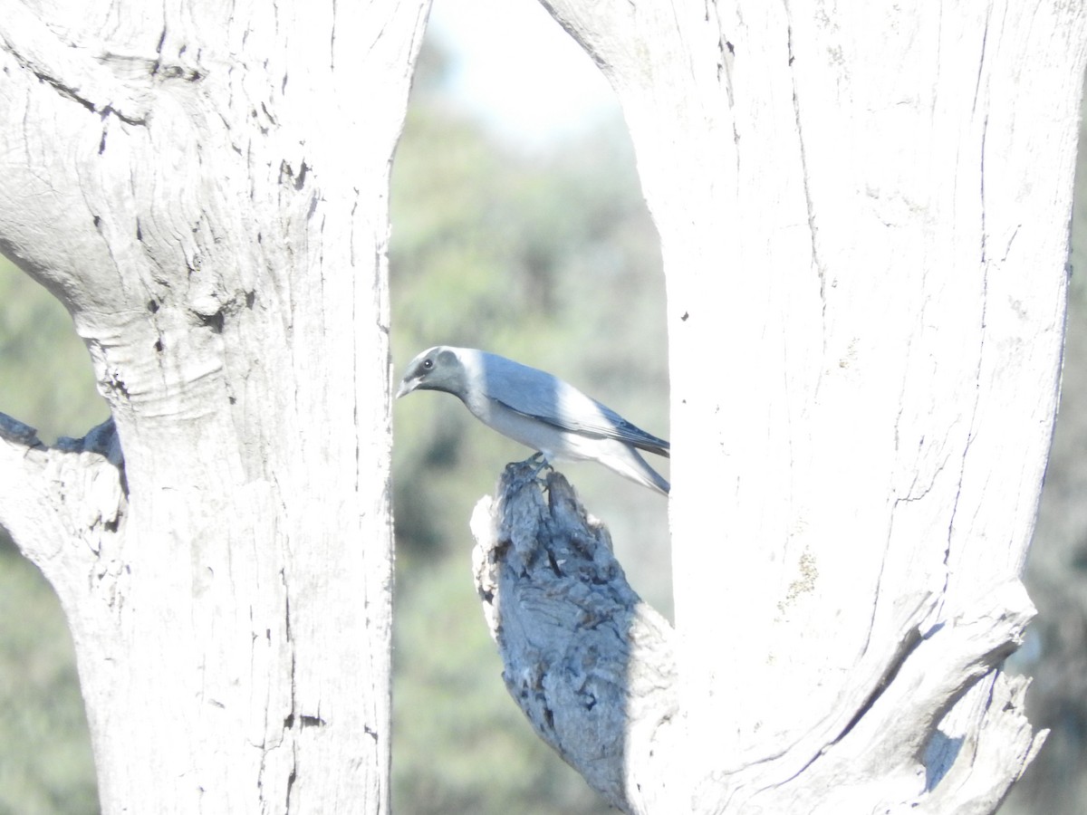 Black-faced Cuckooshrike - ML619794372